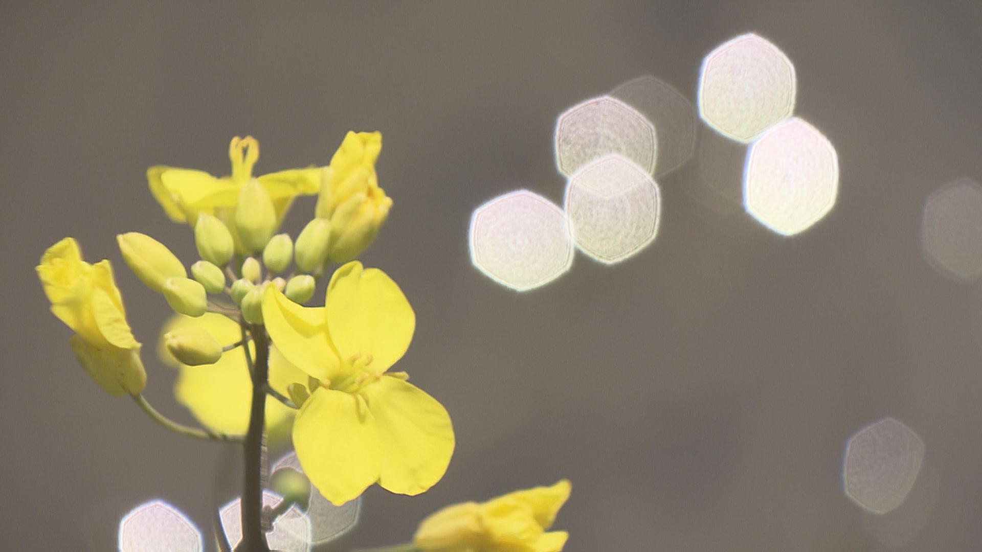 黄色に染まった菜の花畑で復興を 地球派宣言 ひろしまリード 広島を もっと楽しもう エンタメウェブマガジン