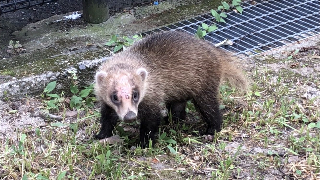テレビ局に 珍客 猛暑のなか アナグマが連日訪問 ひろしまリード 広島を もっと楽しもう エンタメウェブマガジン