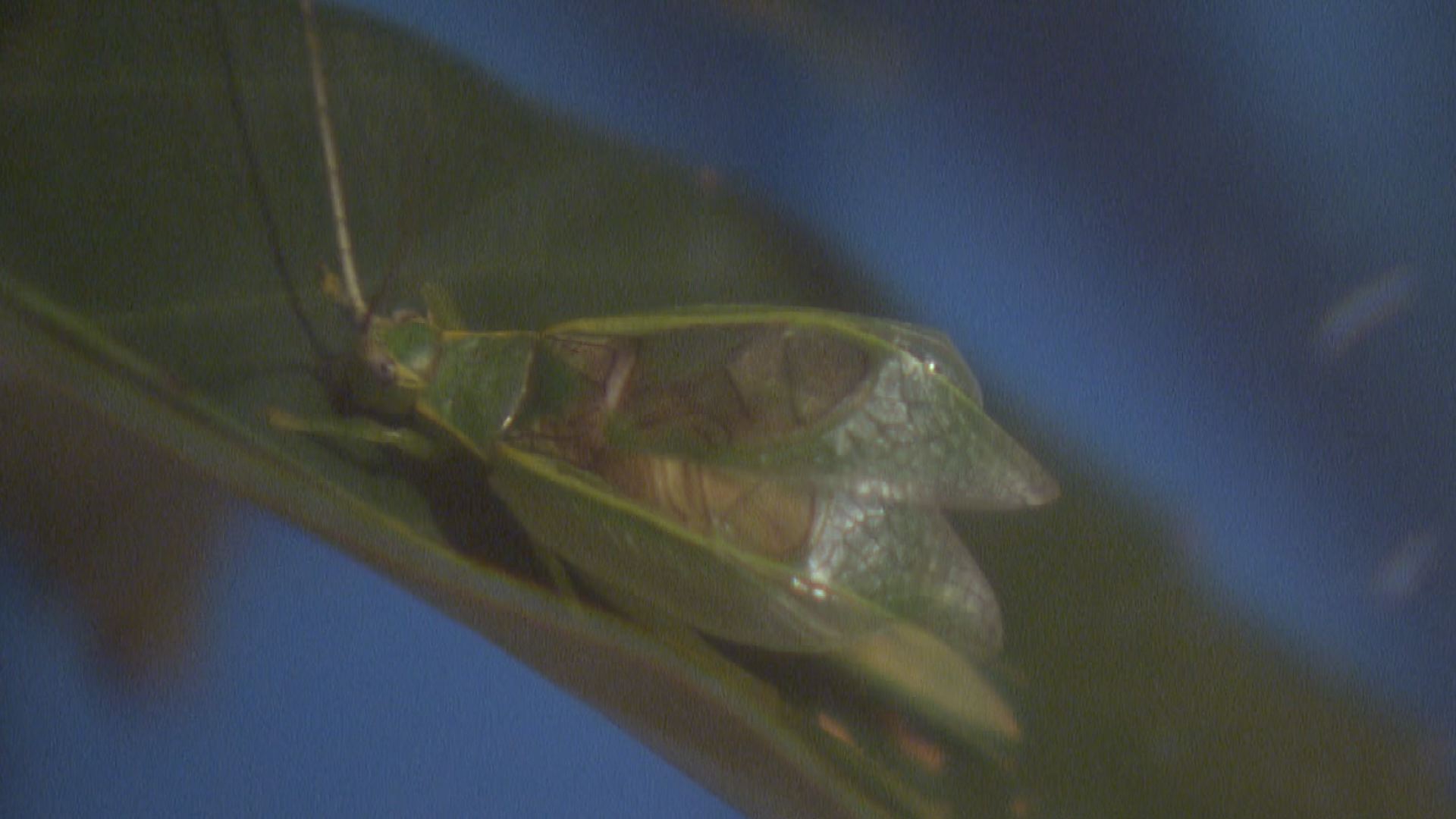 秋の夜長に鳴く虫たち びっくり 耳 は足にある 地球派宣言