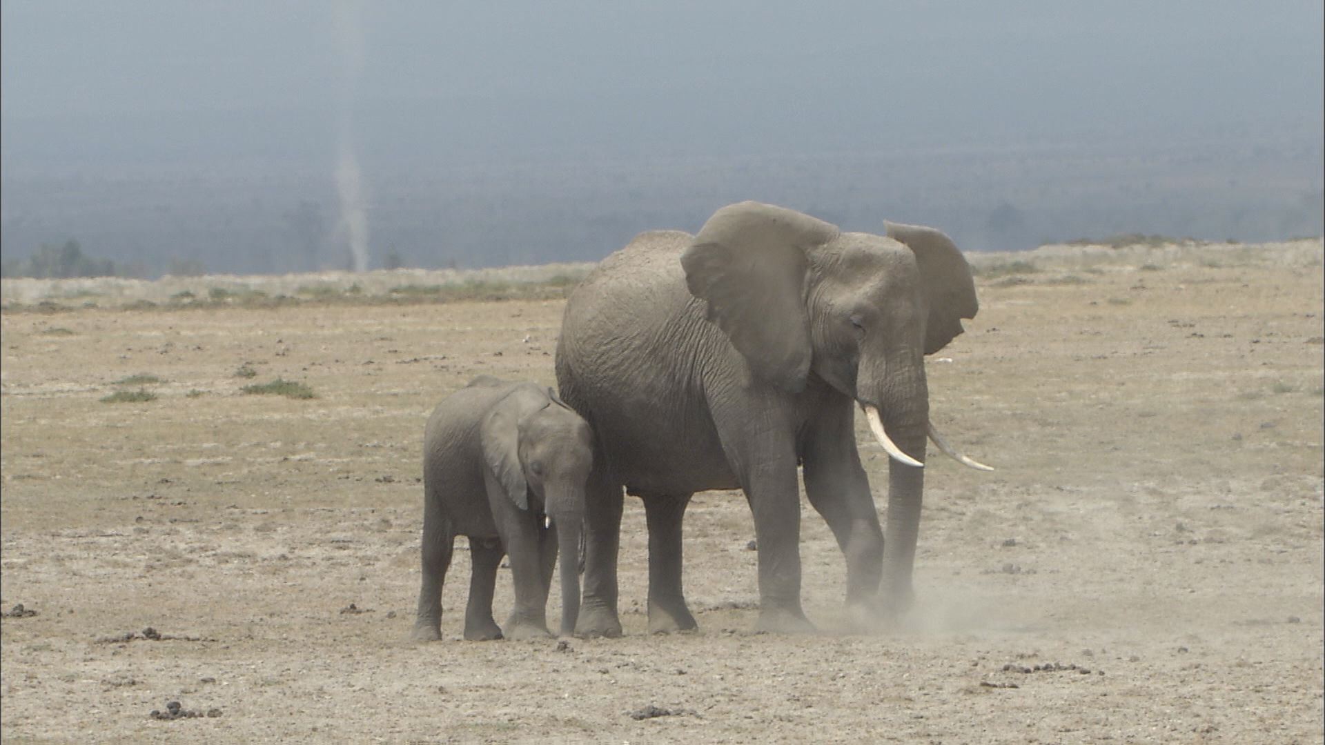 乾きゆく大地 砂漠化するサバンナで生きる動物たち【地球派宣言】