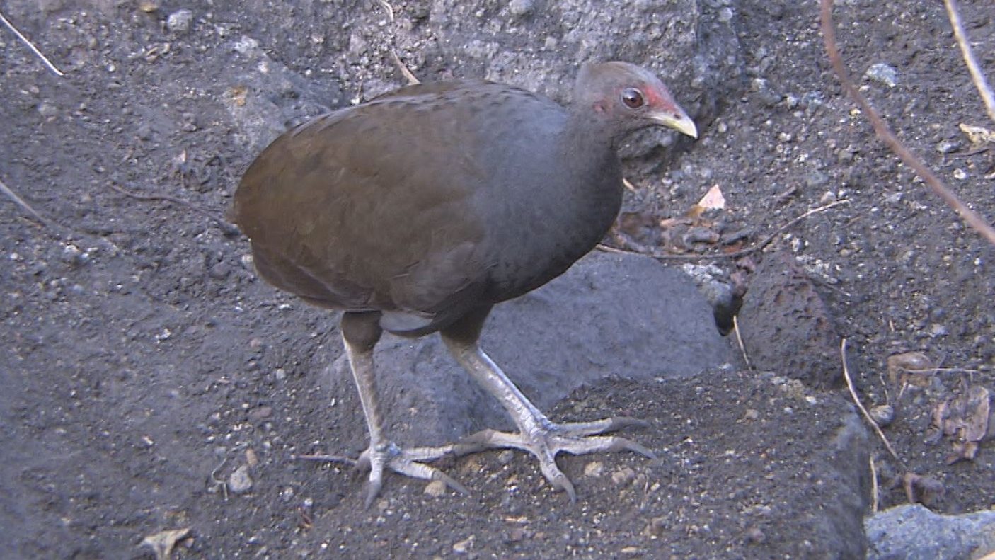 なぜ？火山の近くに生息する鳥「ツカツクリ」【地球派宣言】