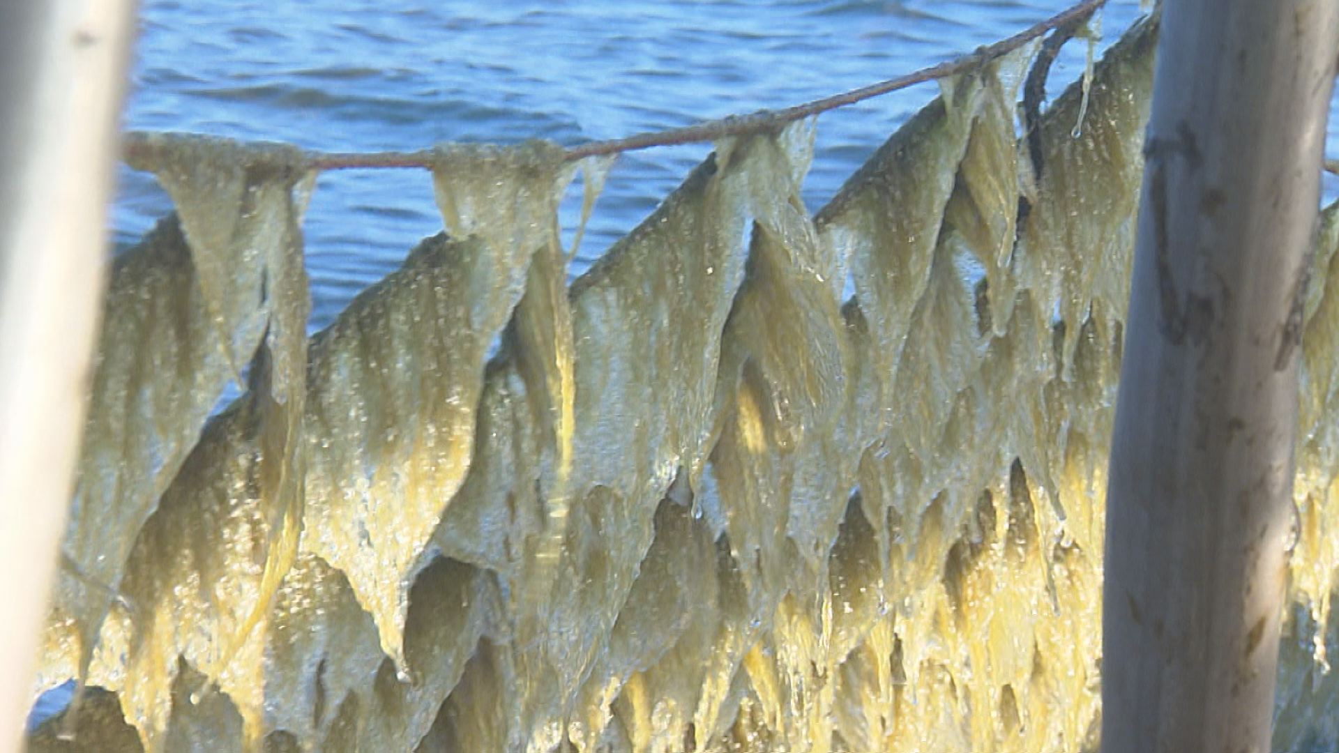 瀬戸内海に異変 ノリが黄色に 原因は 海水がきれいすぎる 地球派宣言 ひろしまリード 広島を もっと楽しもう エンタメウェブマガジン