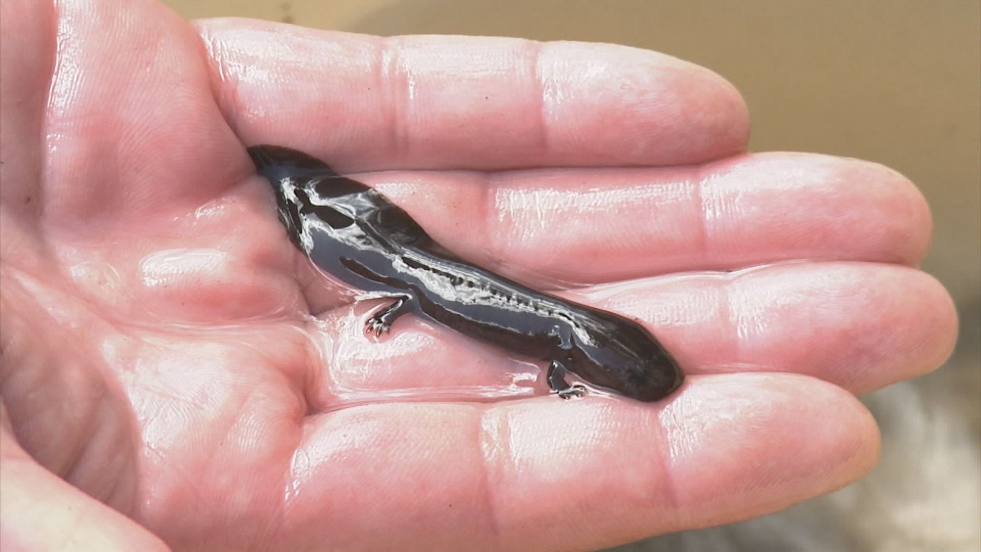 オオサンショウウオの不思議な生態と食生活 地球派宣言 ひろしまリード 広島を もっと楽しもう エンタメウェブマガジン