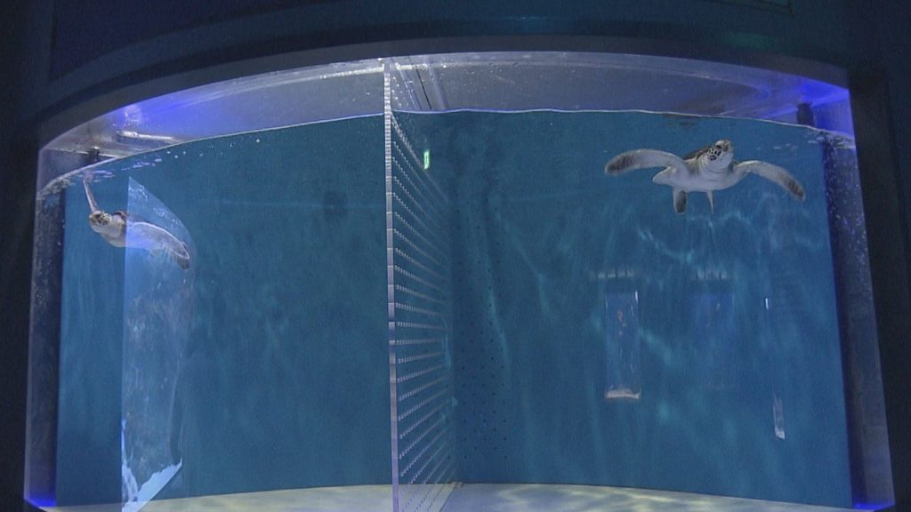マリホ水族館で飼育されているアオウミガメ