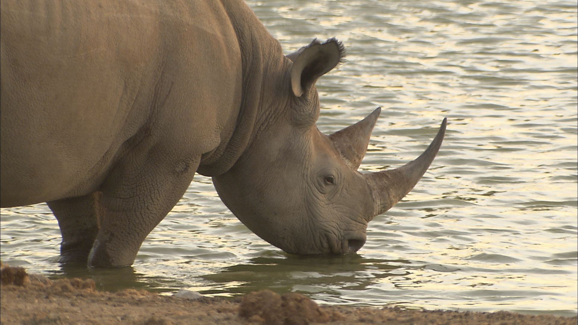 安佐動物公園では人気者 サイが絶滅危機の理由 地球派宣言 ひろしまリード 広島を もっと楽しもう エンタメウェブマガジン