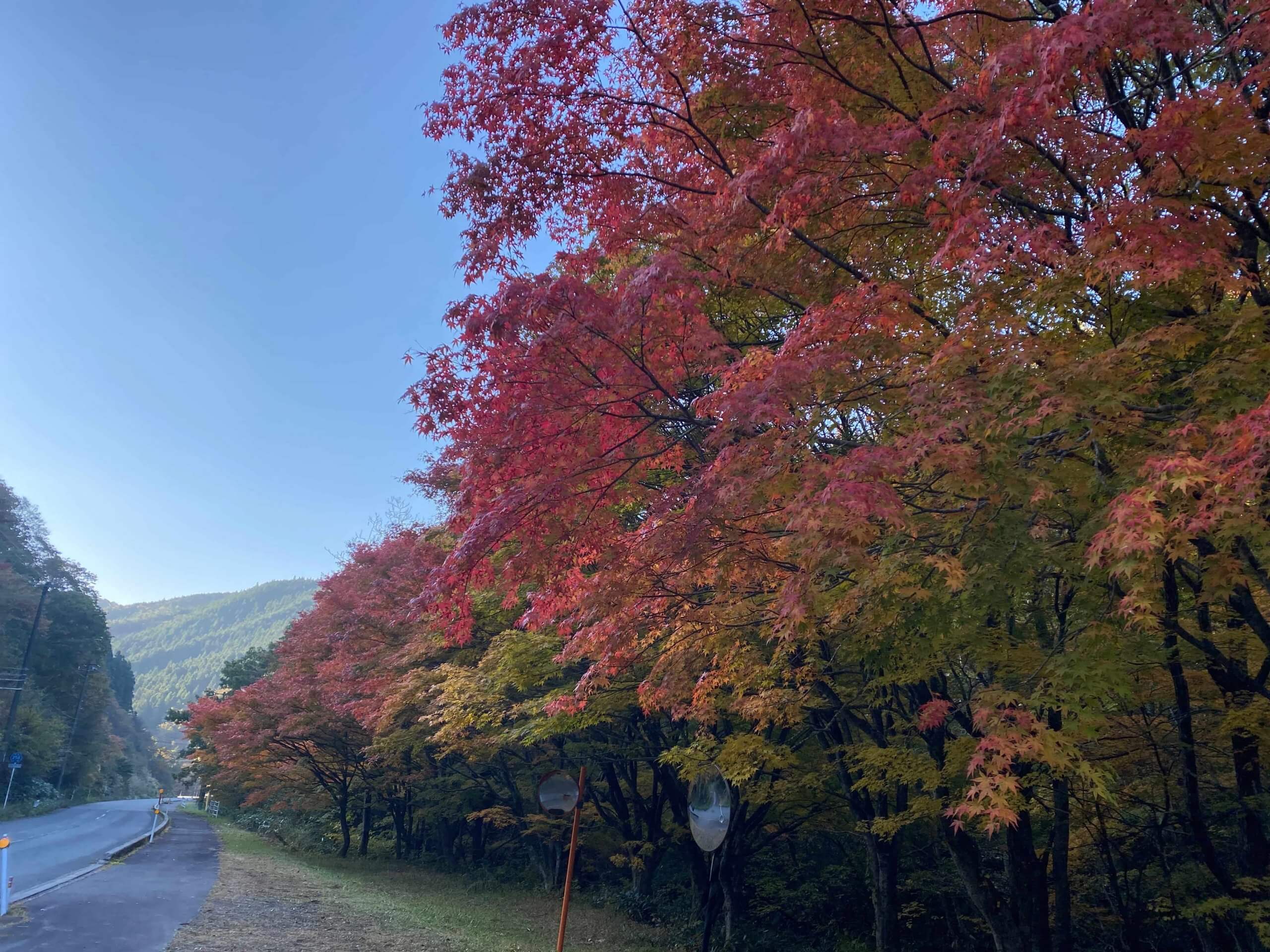 県道沿いの樹木も紅葉していた