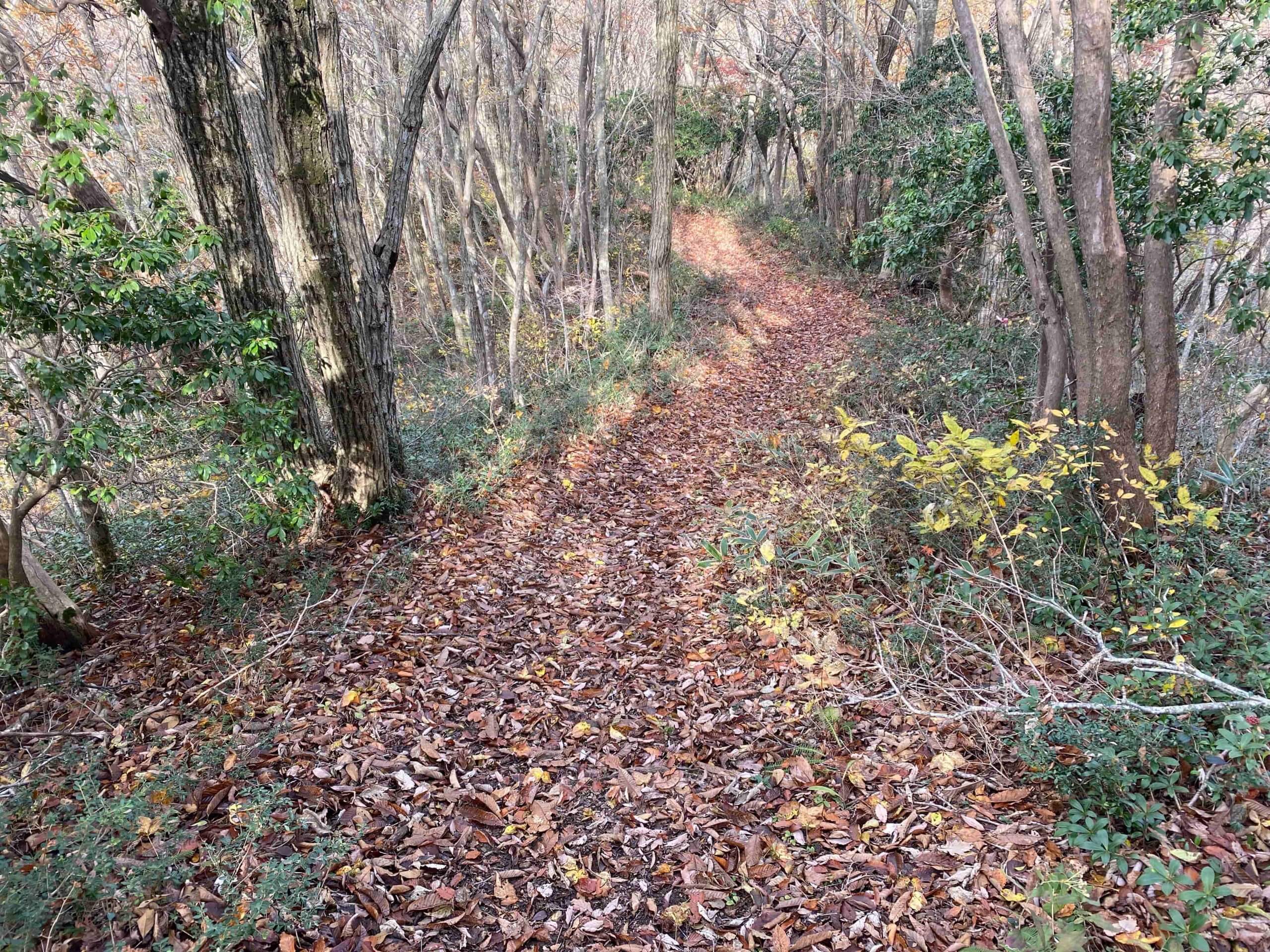 落ち葉が敷き詰められていた掛札への下山路