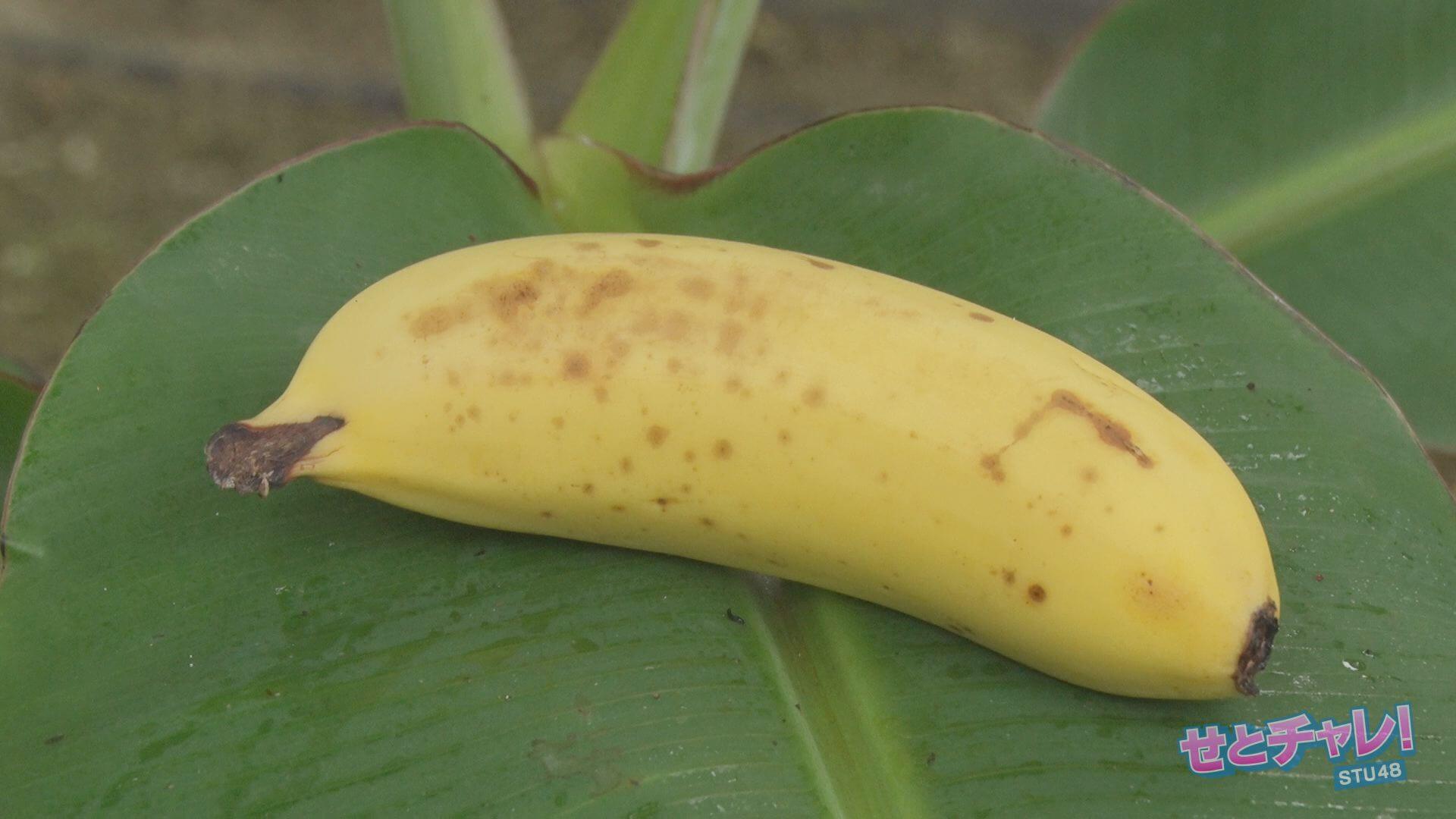 一本600円の高級バナナにはスゴい秘密が！