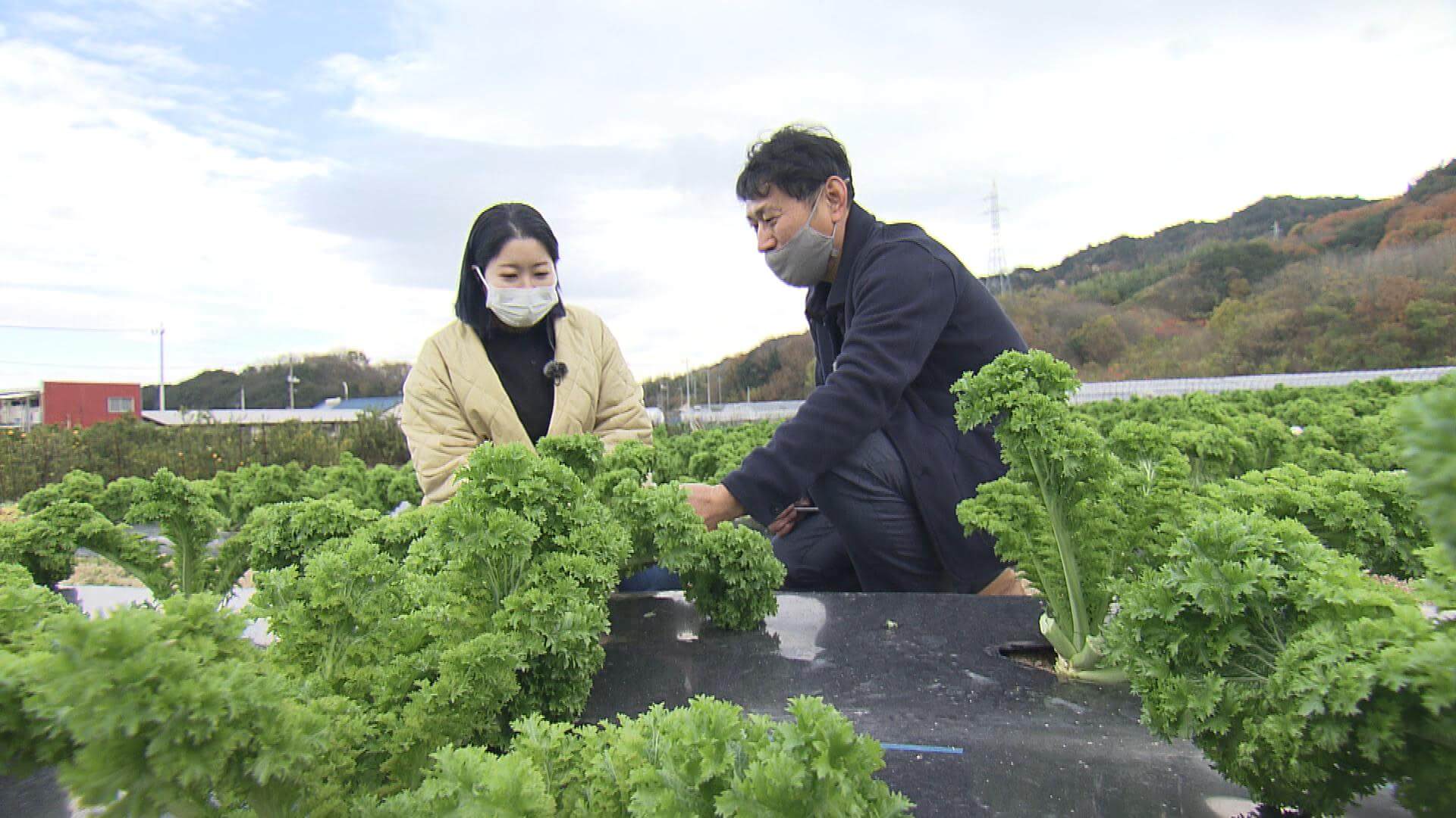 因島オリジナル野菜「しまなみリーフ」
