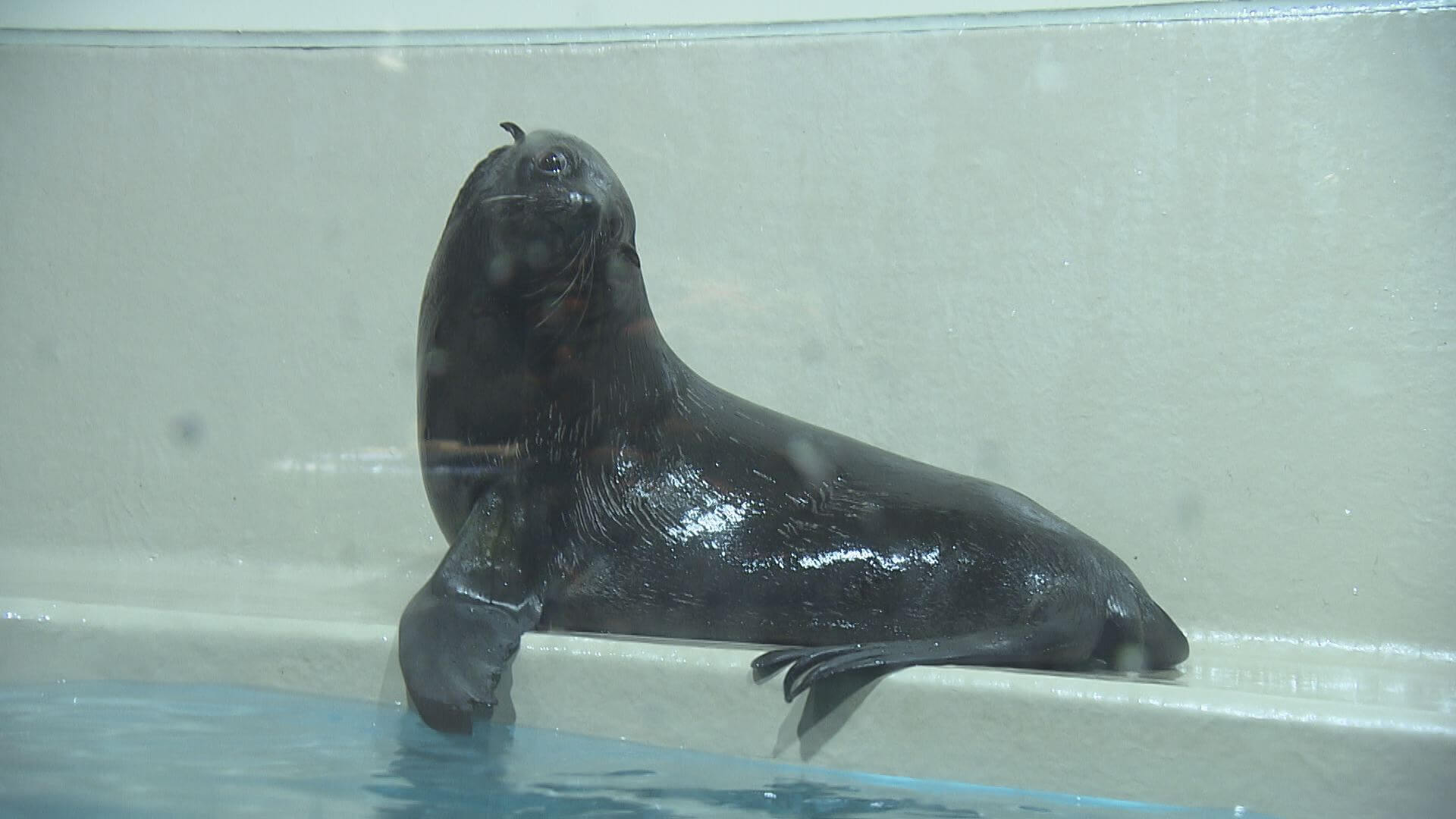 無観客でも連日アシカショー コロナ禍の宮島水族館 地球派宣言 ひろしまリード 広島を もっと楽しもう エンタメウェブマガジン