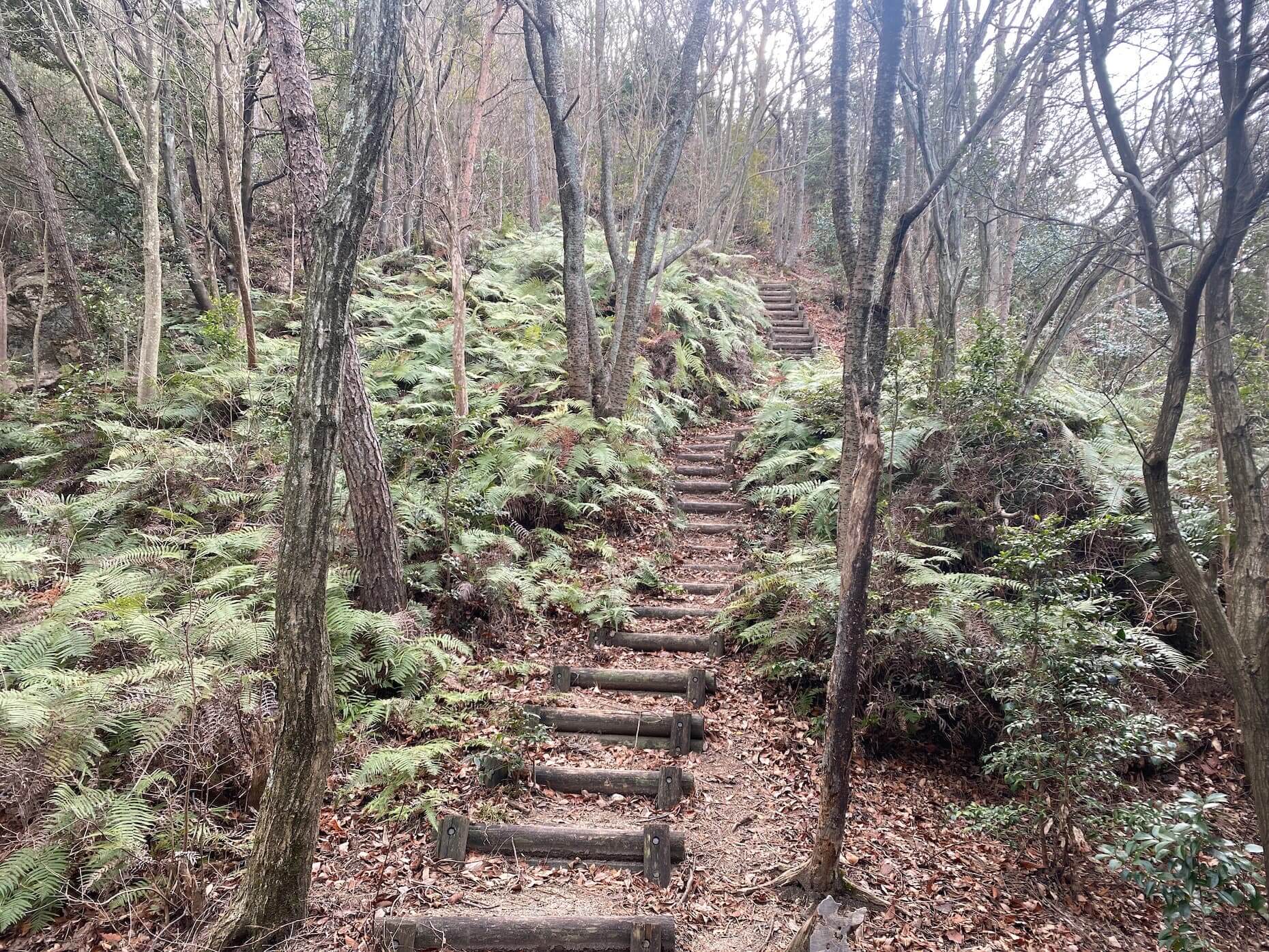 古鷹山への登り。西側の登山道は歩きやすい木段の道