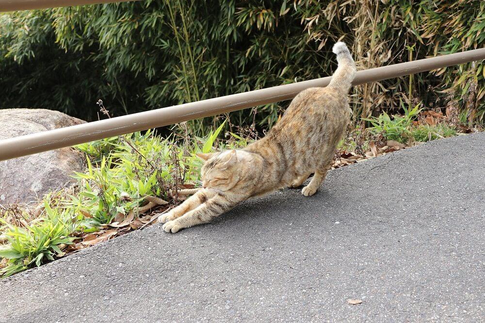 千光寺公園周辺にはあちこちに猫！！
