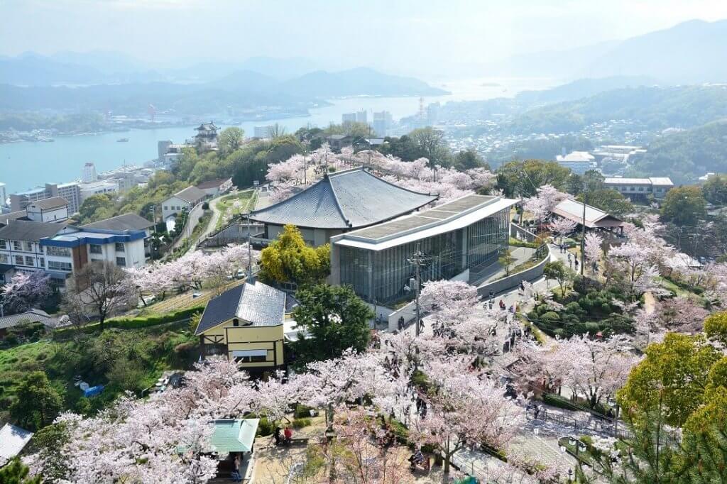 満開の桜。千光寺公園頂上展望台から広い公園を一望