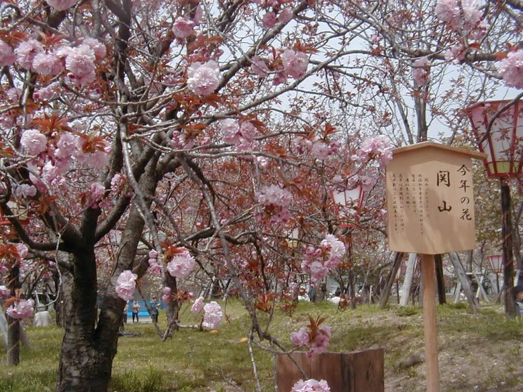 約60品種の八重桜があり、珍しい桜が多く見られる（写真提供：広島県）