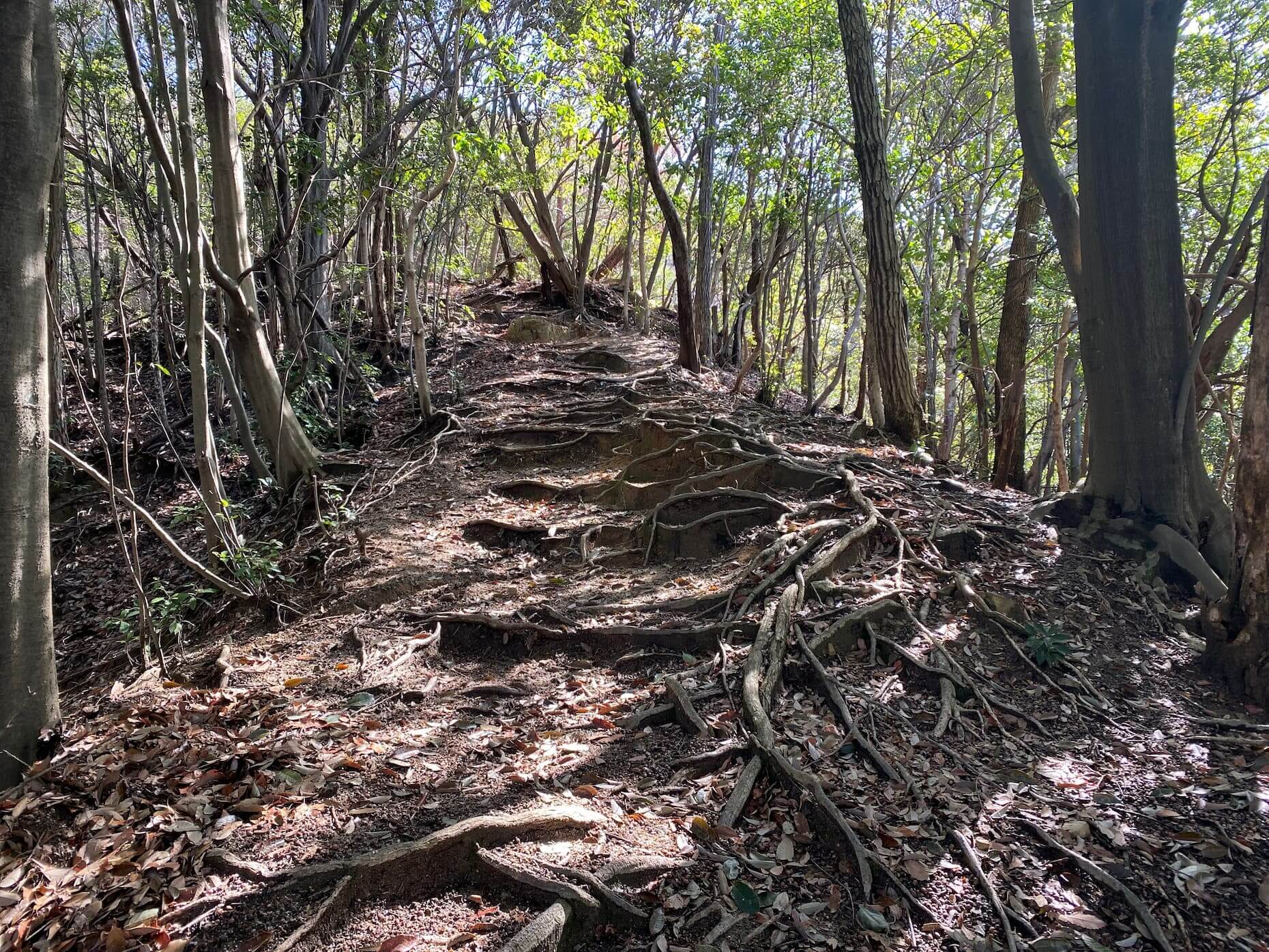 木の根に覆われた登山道