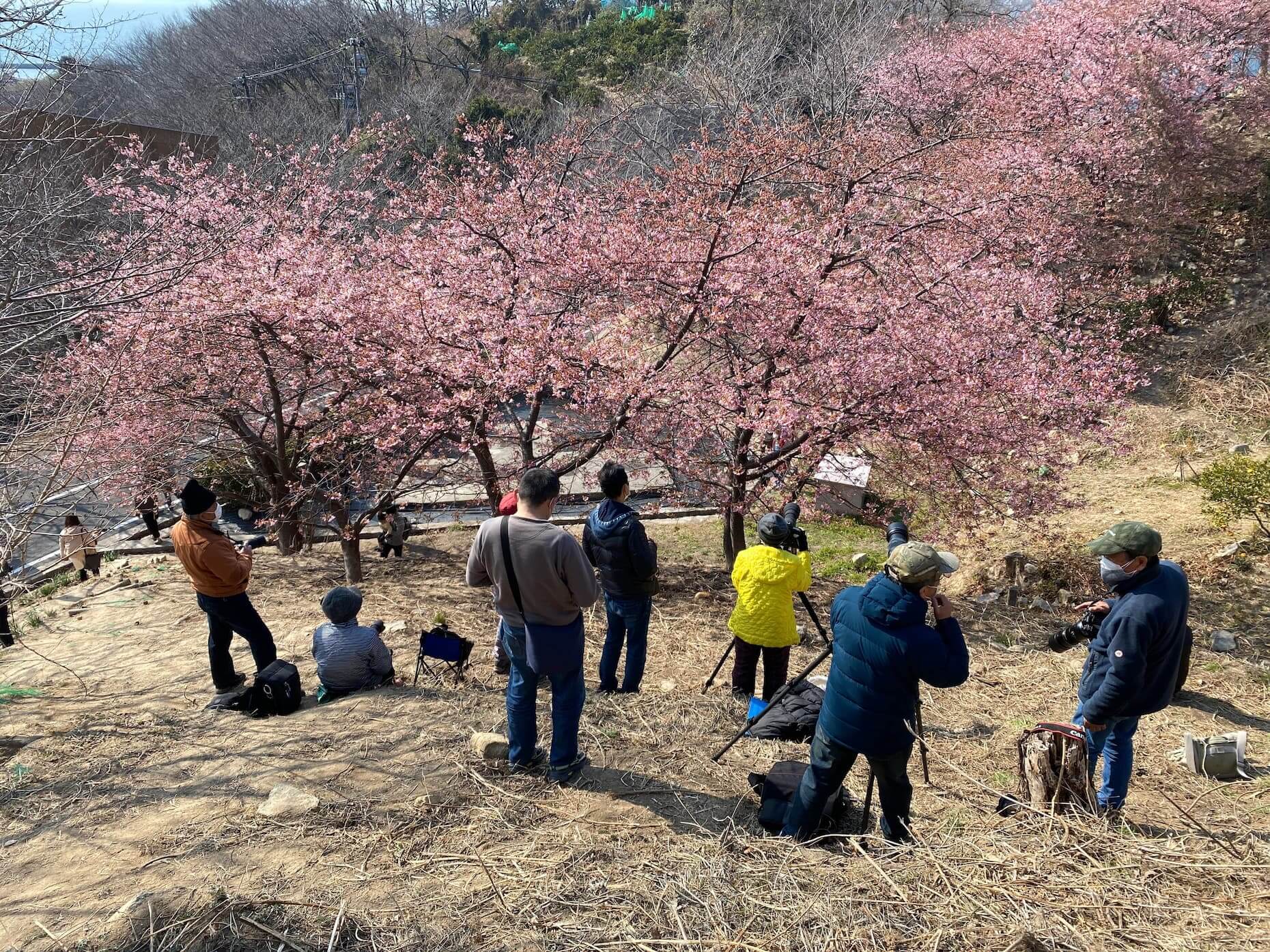 多くの見物客と撮影者が訪れていた河津桜。