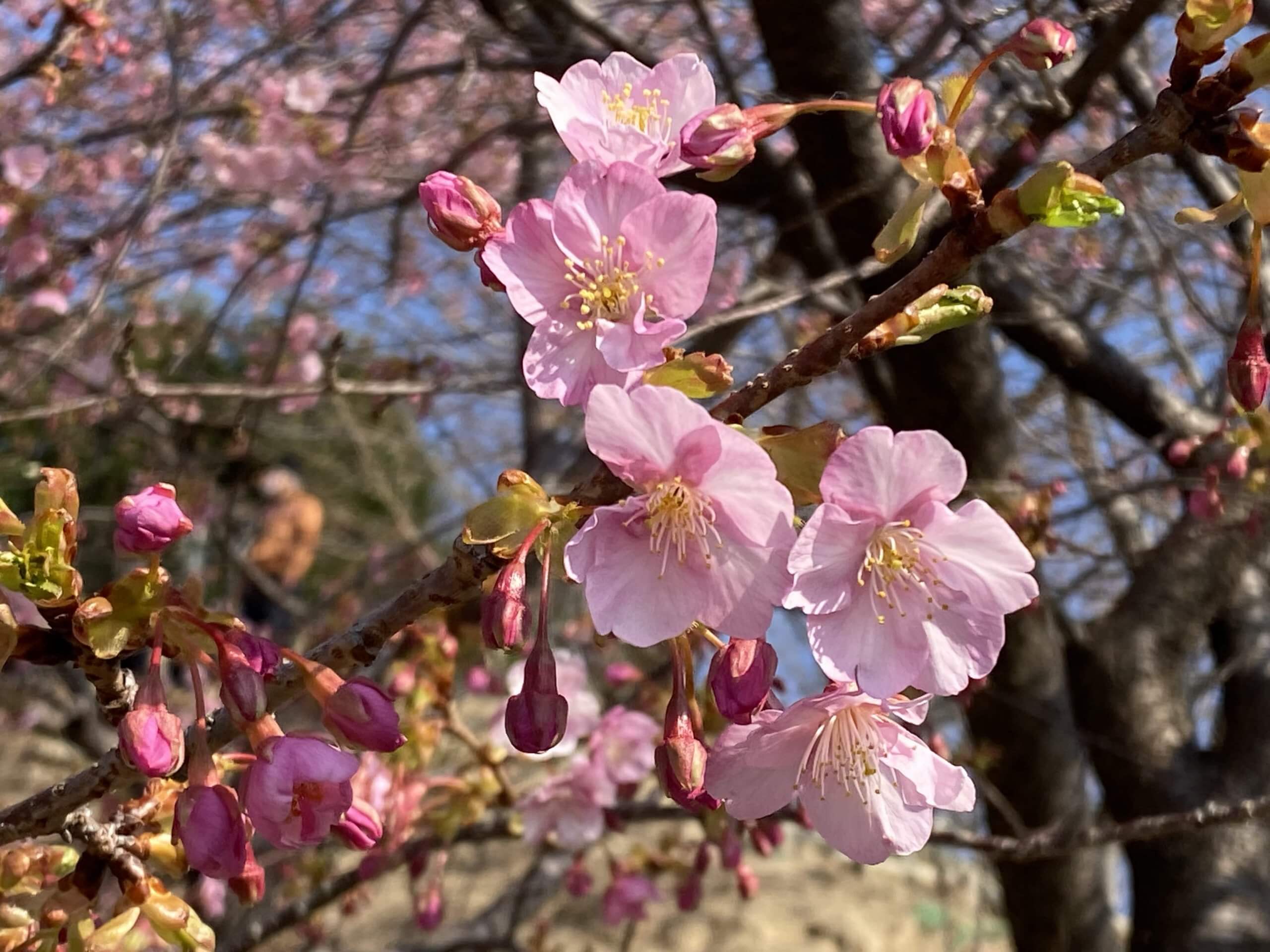 五分咲きの河津桜