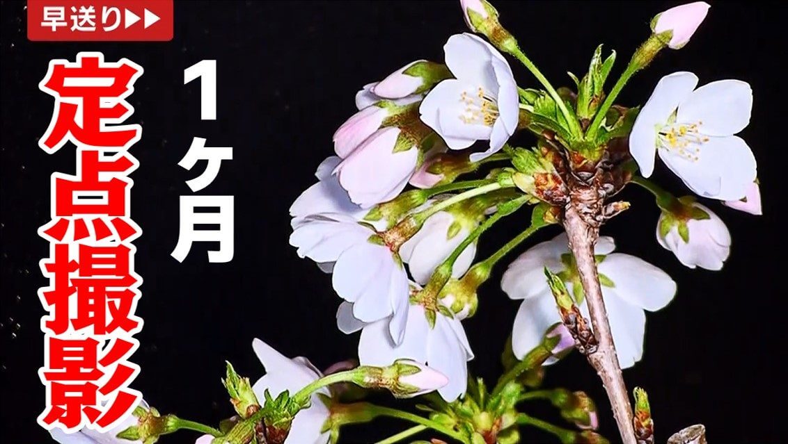 密着1カ月！桜の開花の瞬間を撮影！【地球派宣言】