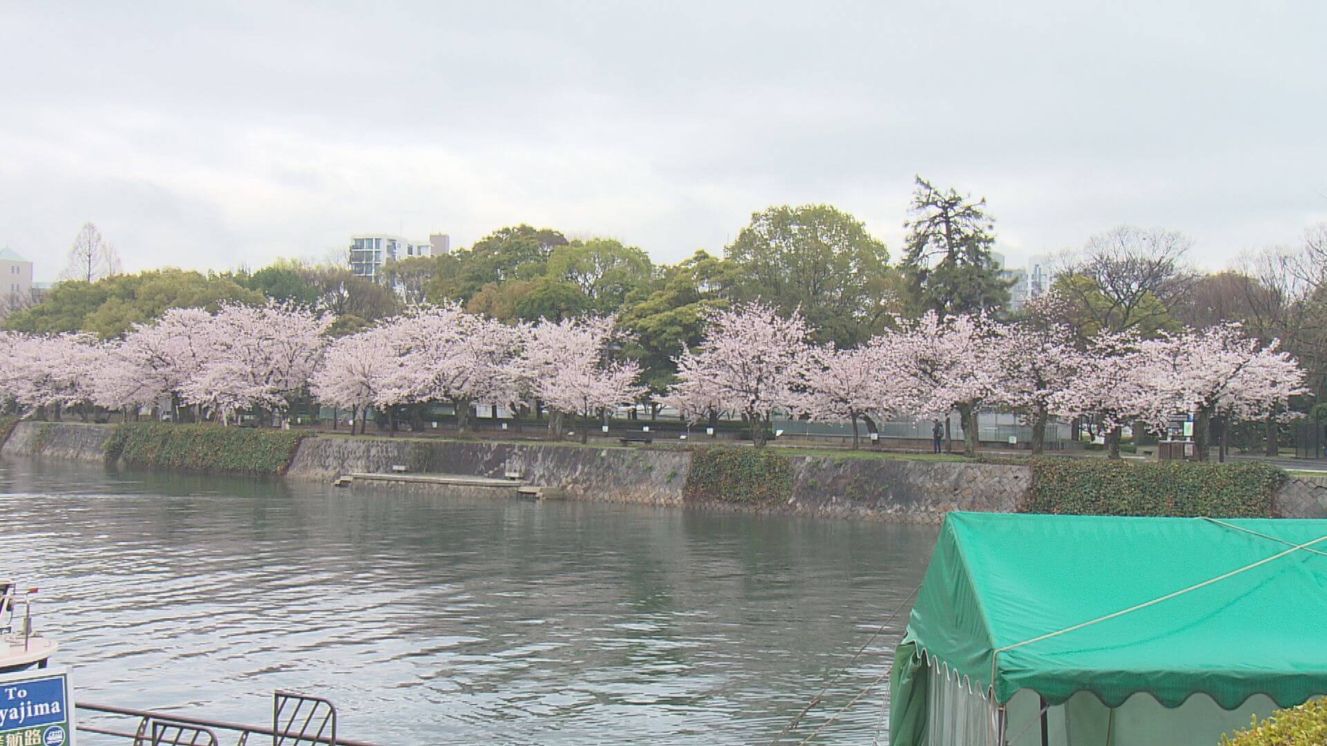 Caffe Pontから見える桜並木。毎年この時期に来店されるお客様もいらっしゃるんだとか。