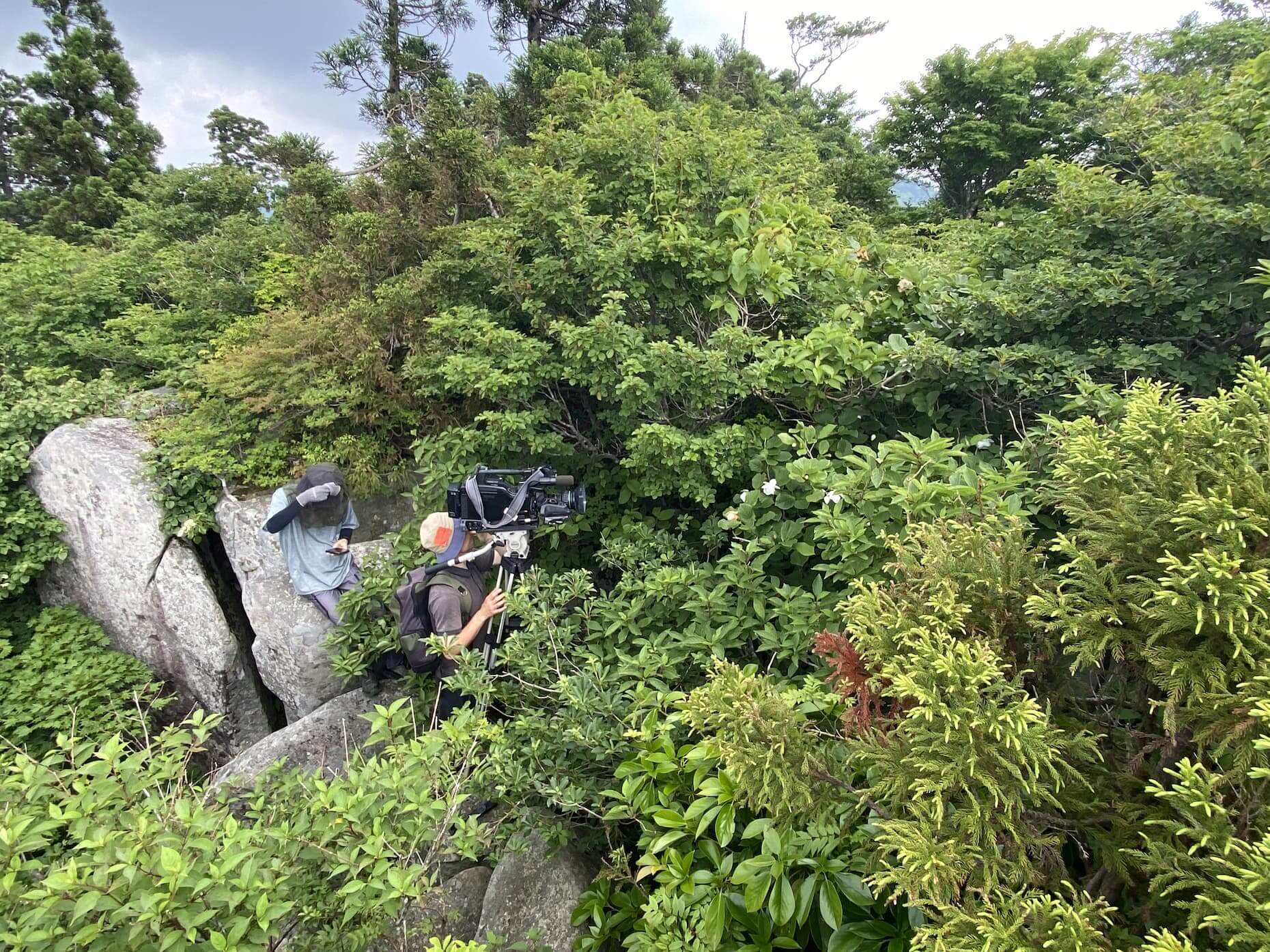 岩の上からオオヤマレンゲを撮影する