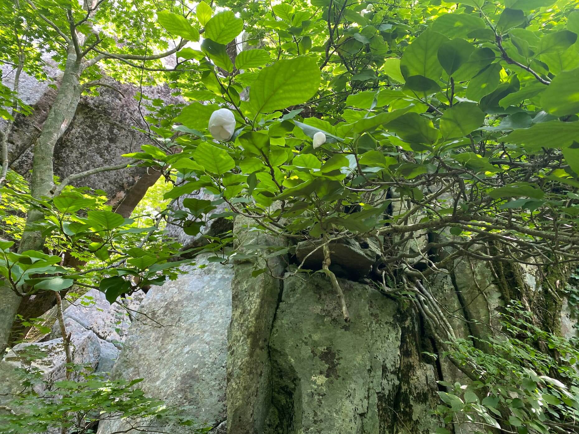 岩の割れ目から枝を伸ばすオオヤマレンゲ
