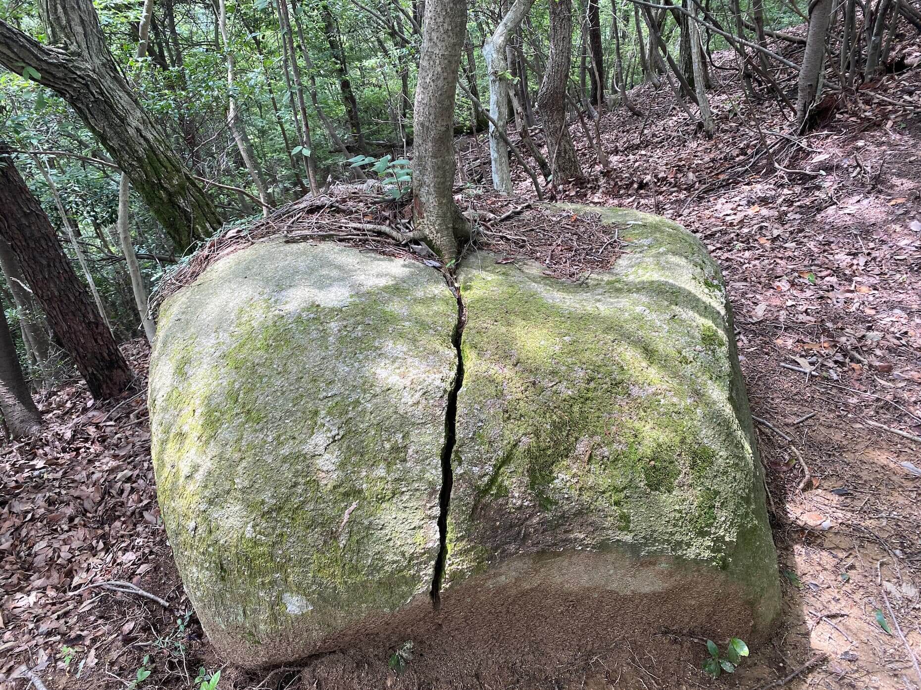 岩を割って根を張る木