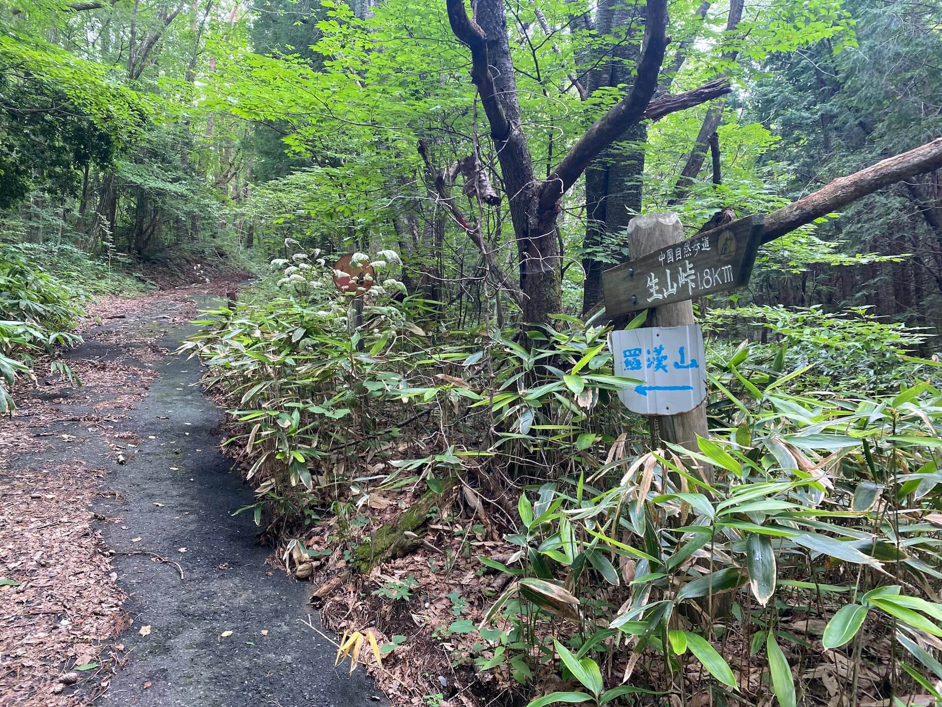 羅漢山への登山道の分岐