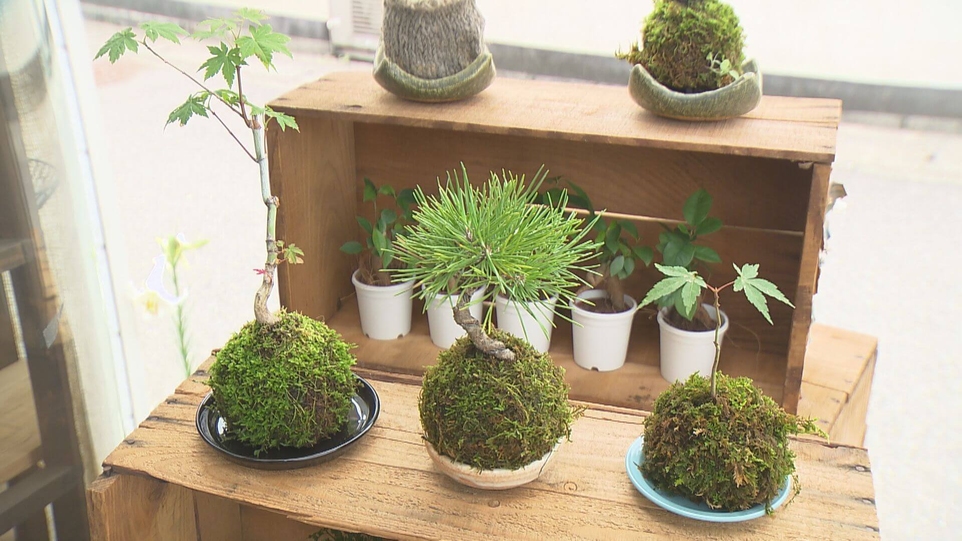 苔テラリウム作り 自分好みの小さい森に癒される アトリエ Mom ひろしまリード 広島を もっと楽しもう エンタメウェブマガジン 苔テラリウム作り 自分好みの小さい森に癒される アトリエ Mom ひろしまリード 広島を もっと楽しもう エンタメウェブマガジン