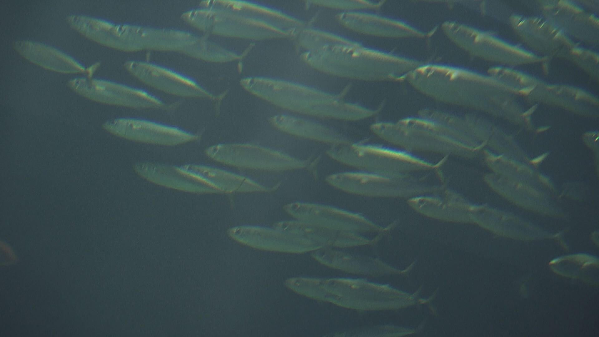 「サバを読む」の語源とは？さかなのおにいさんに聞く「サバ」の秘密 ｜地球派宣言