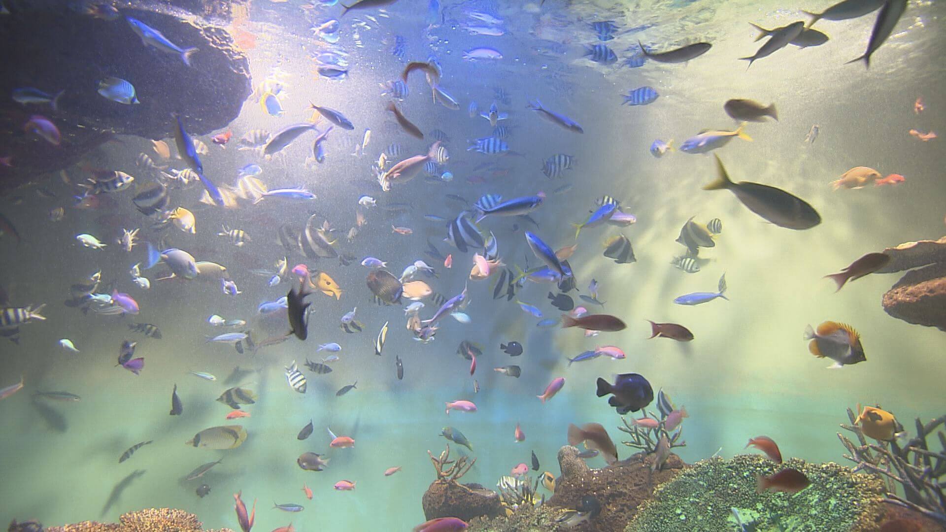 宮島水族館内の熱帯魚の水槽