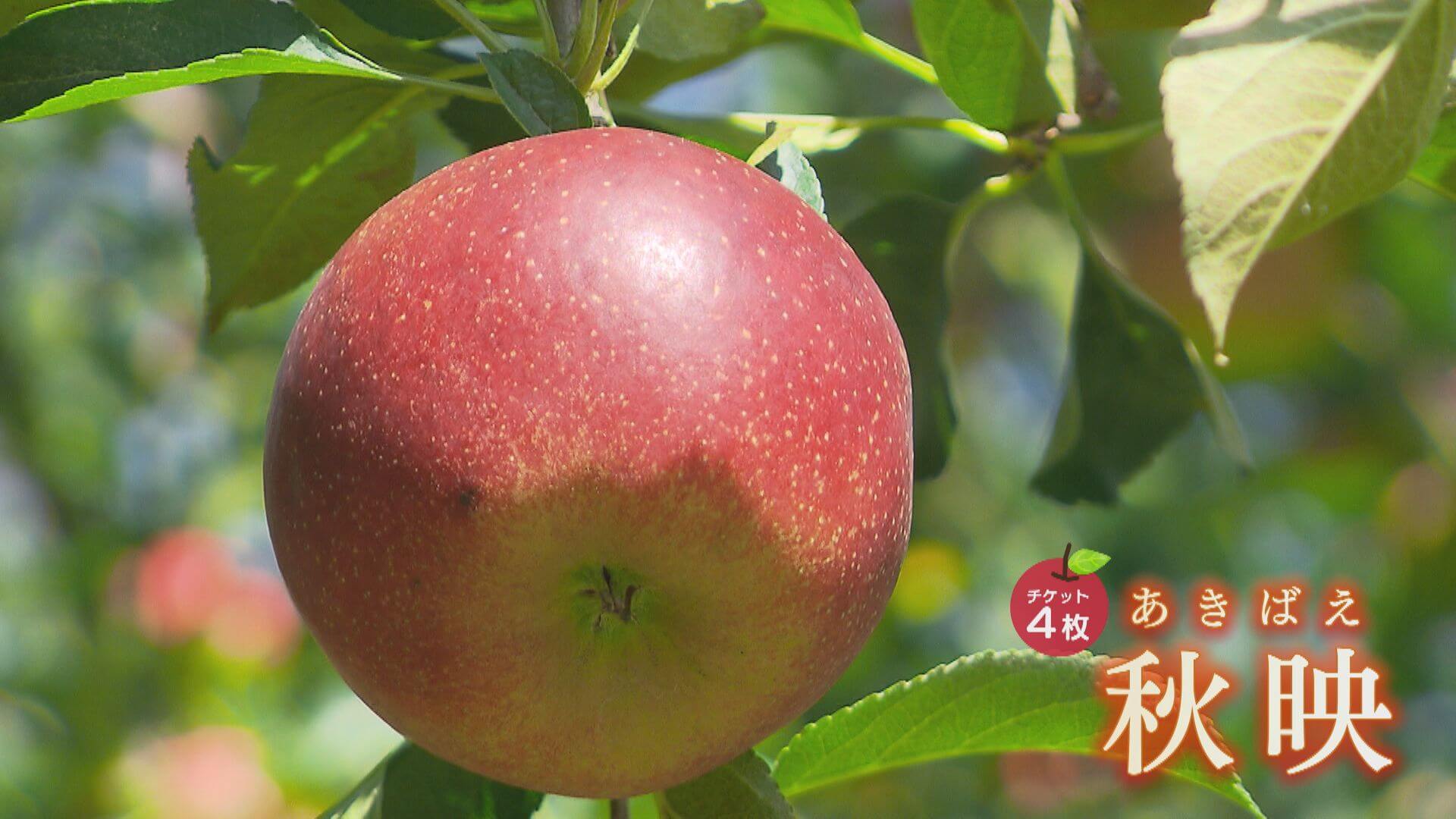 りんご畑には15種類のリンゴが。おすすめは「秋映（あきばえ）」という品種