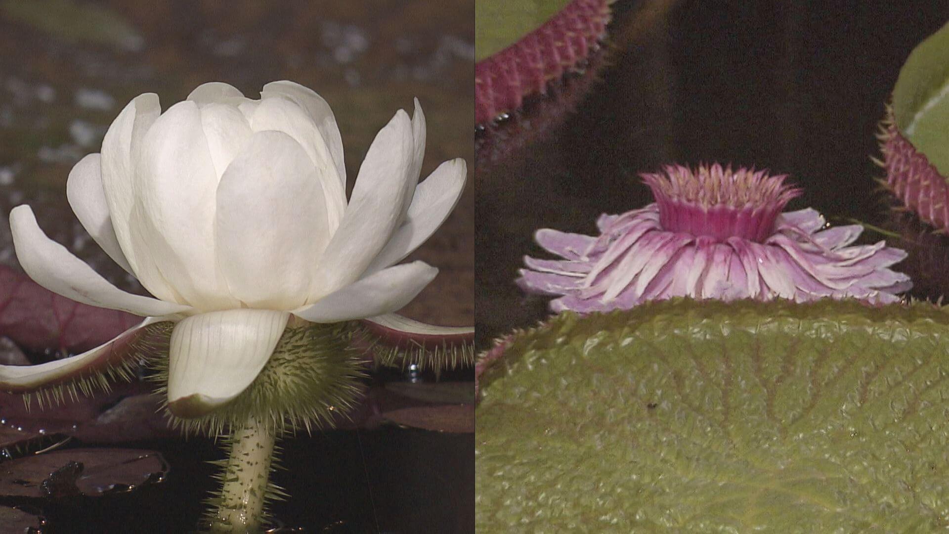 オオオニバス　白とピンク色の花