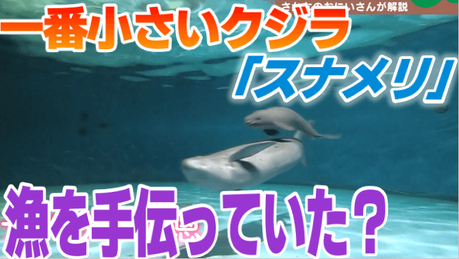 最も小さなクジラ」スナメリは瀬戸内海で漁を助けていた！