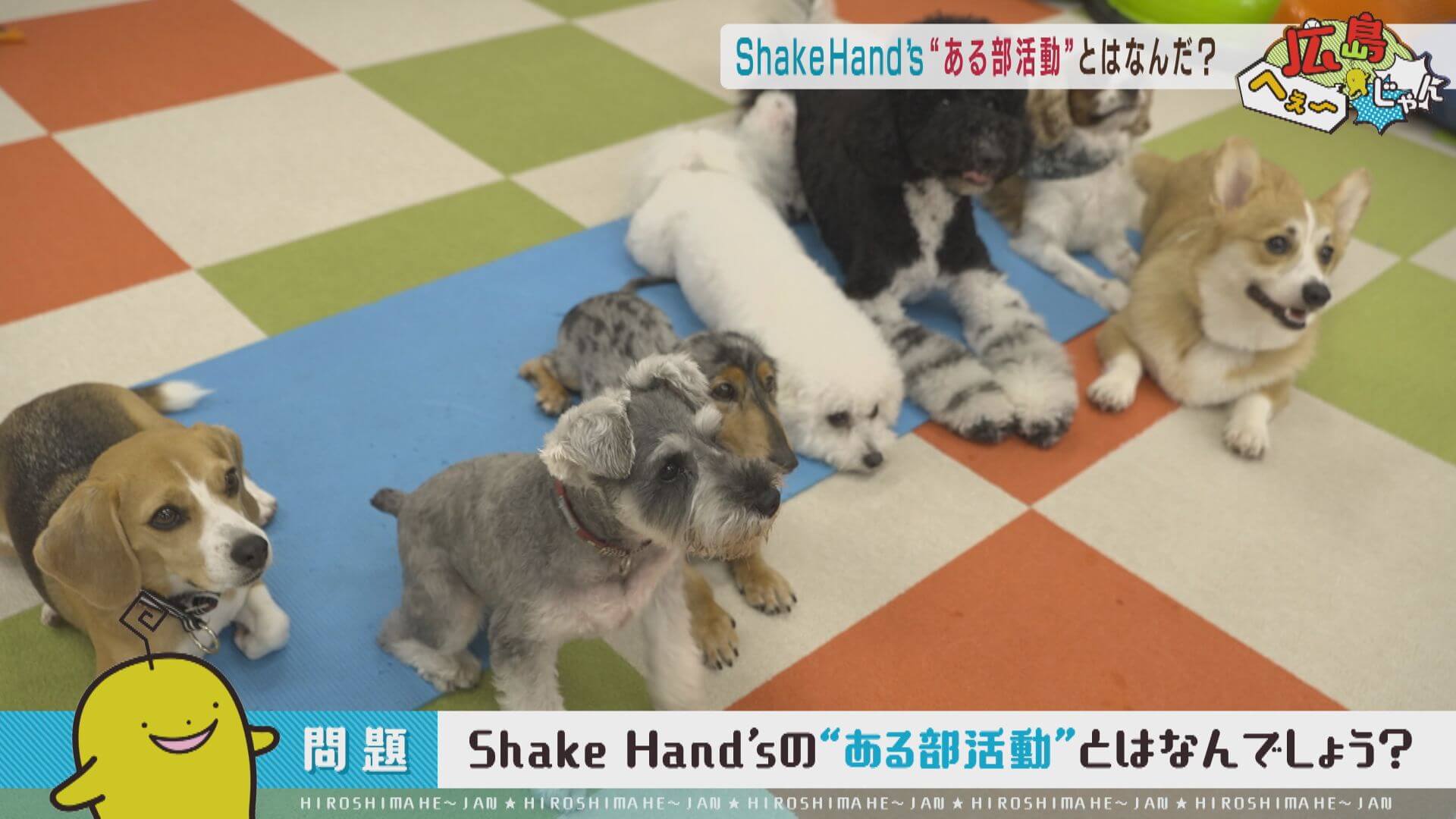 広島雑学】わんちゃん専用の幼稚園で行われる部活動とは？「Shake Hand's」