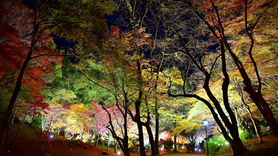 尾関山公園：紅葉 ライトアップ
