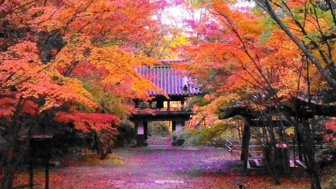 神勝寺 禅と庭のミュージアム：紅葉
