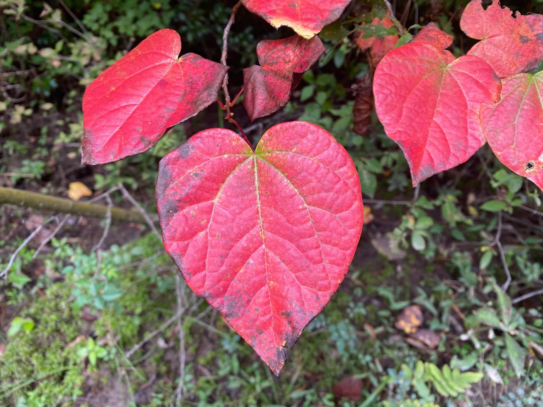 赤く色づいたベニマンサクの葉。ハート形をしている