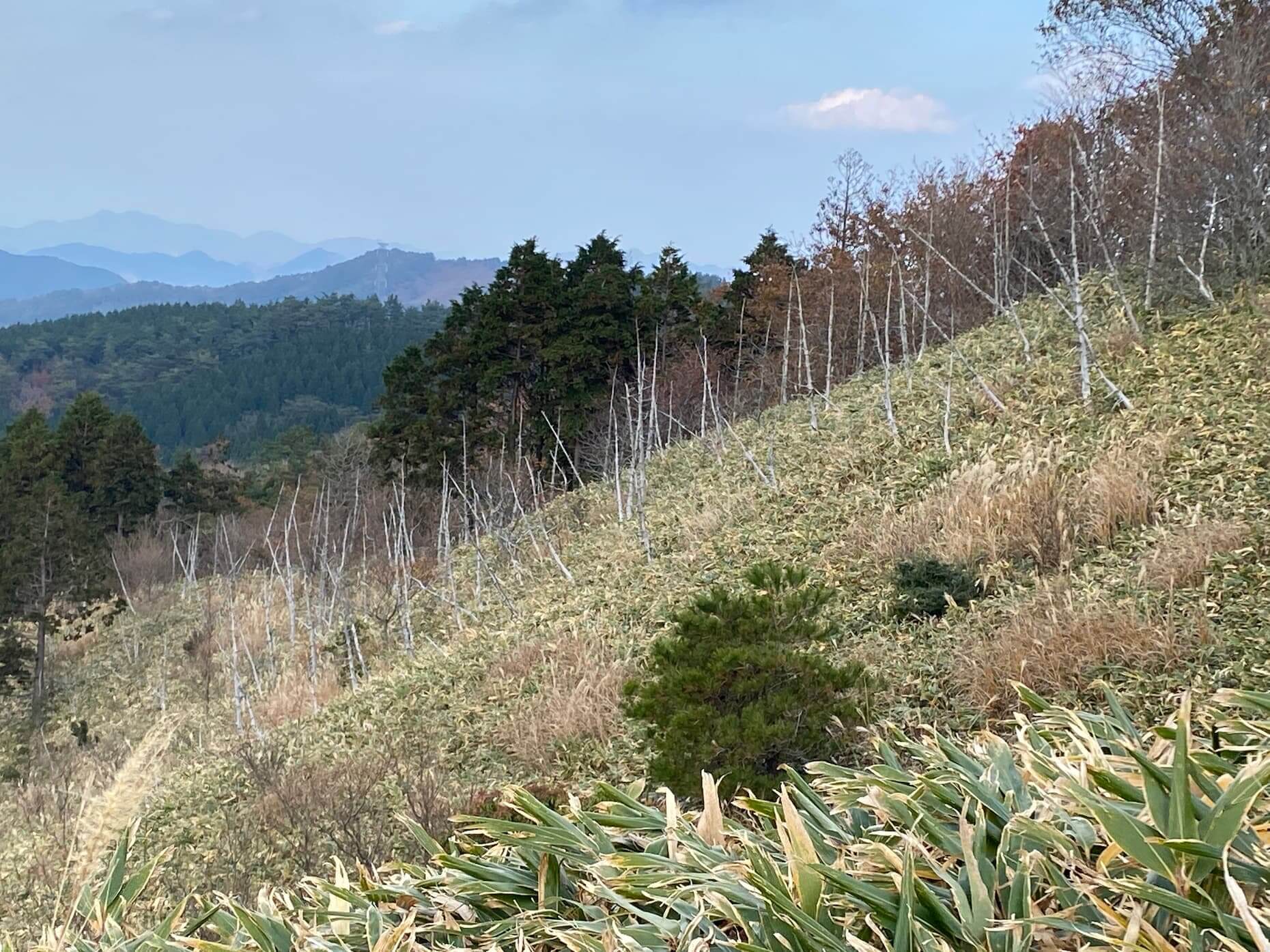 島根県側の斜面の白骨林