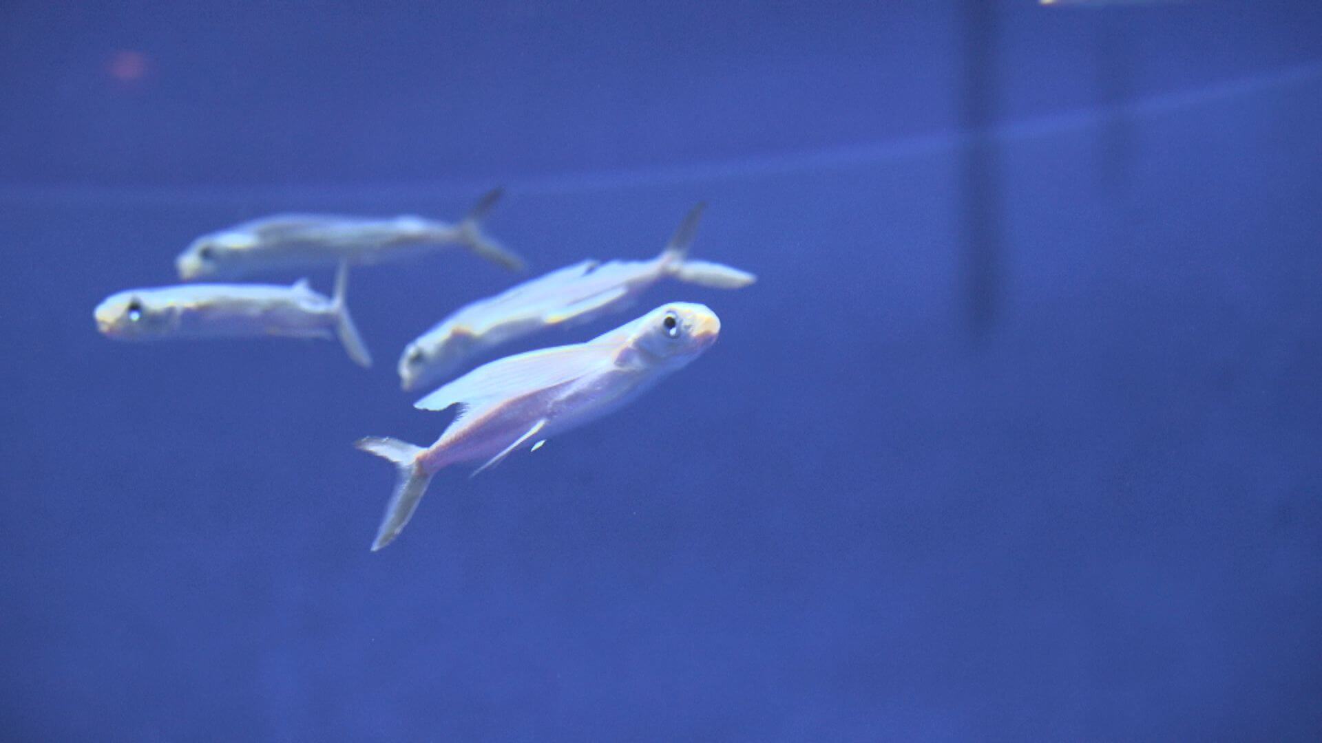 トビウオの秘密】滞空時間42秒！最高400mも飛べる｜地球派宣言