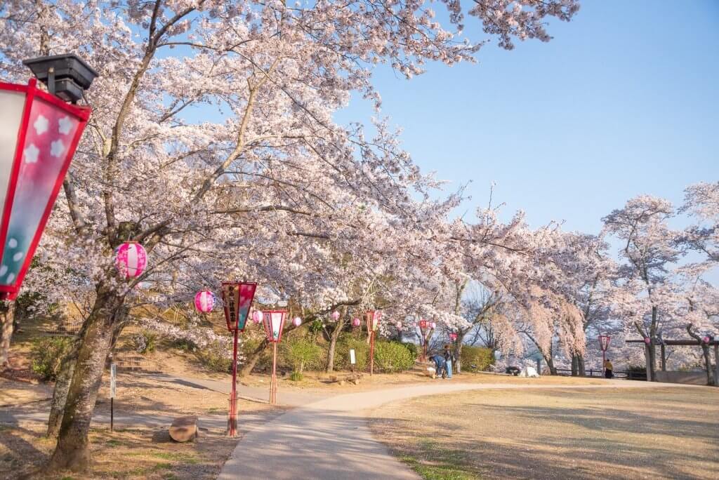 尾関山公園　桜