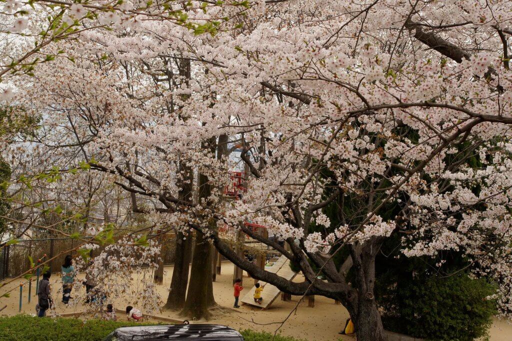 江波山公園　桜