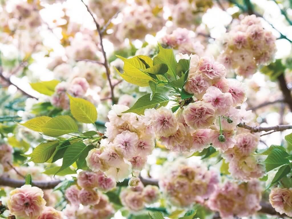 造幣局広島支局　桜　花のまわりみち