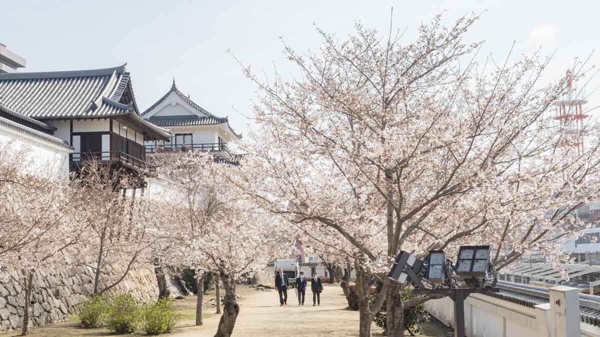 福山城公園 桜