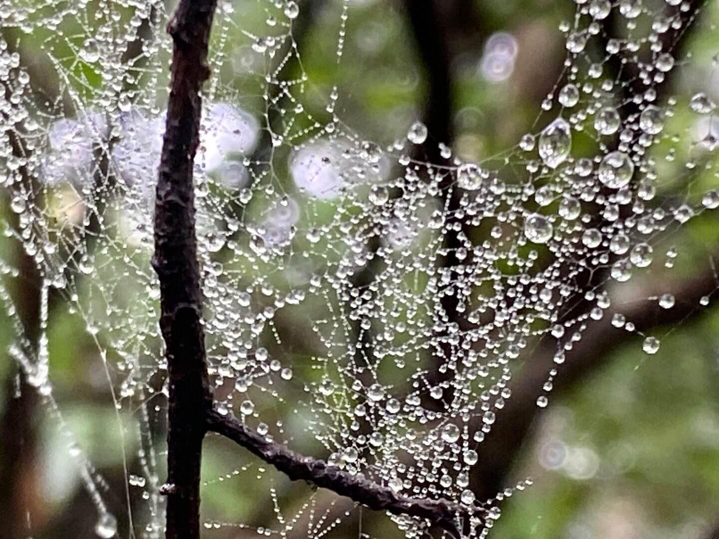 水滴がついて宝石のように見えるクモの巣