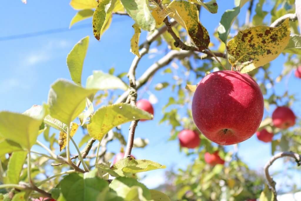 高野りんごと秋の果実