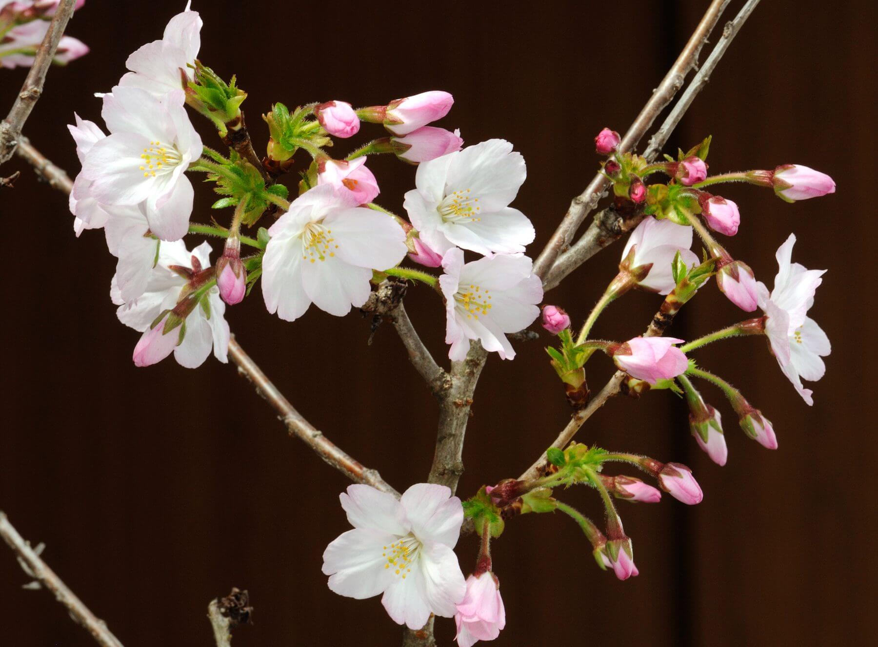 春を彩る桜の苔玉ワークショップ