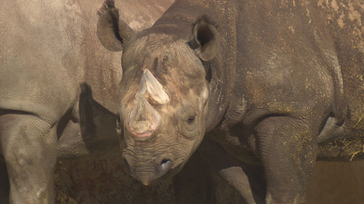 【安佐動物公園】クロサイやレッサーパンダも 意外な絶滅危惧種 ｜地球派宣言