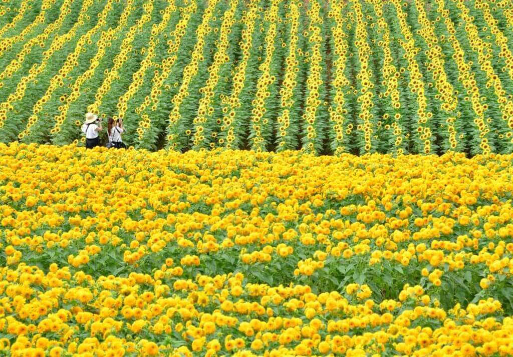 世羅高原農場　ひまわりまつり