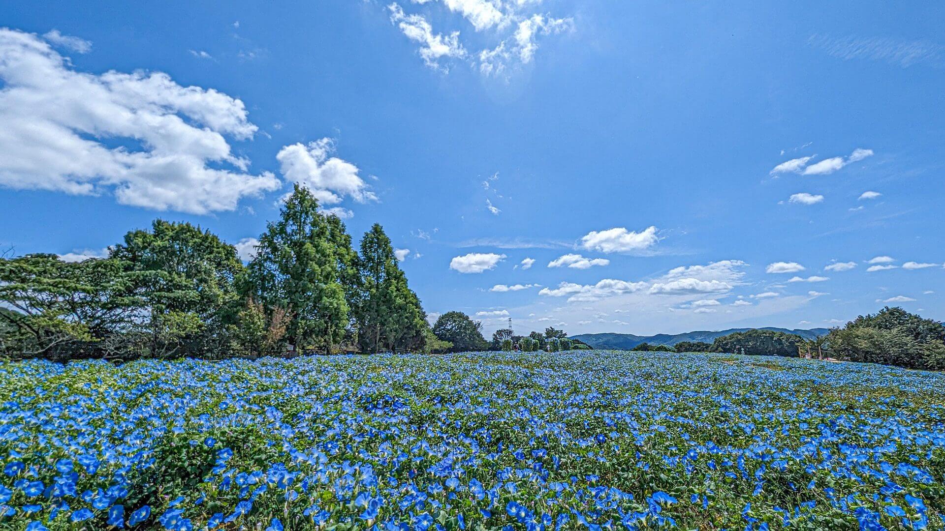 ヘブンリーブルーの丘《Flower village 花夢の里》