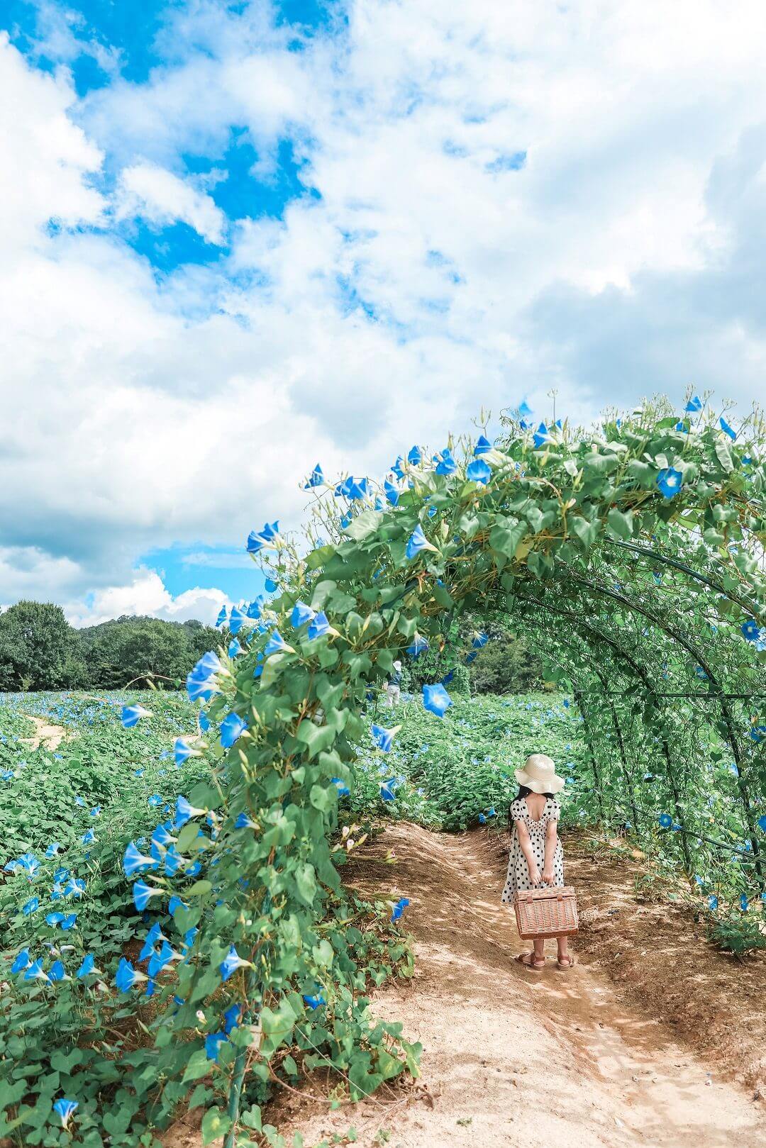 ヘブンリーブルーの丘《Flower village 花夢の里》